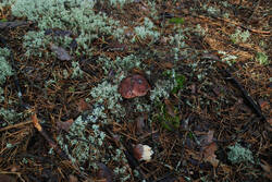 DSC_5048.thumb.jpg.bf78106c1e32977d39db245eda8bf06d.jpg