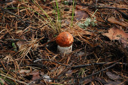 DSC_5052.thumb.jpg.b7082334a55a32bfeabae573e65b22fb.jpg