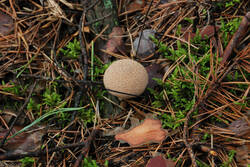 DSC_5053.thumb.jpg.7ad3035ee82792276bdc16aad5447fac.jpg