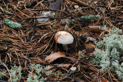 DSC_5054.thumb.jpg.d2c67bdaeae69baf5c84cc2ca116de4c.jpg