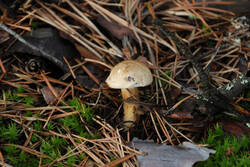 DSC_5057.thumb.jpg.8b0b15f0203fcaf362f21883844bb990.jpg