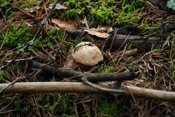 DSC_5059.thumb.jpg.d314ec47f08dfa2a03286195cc672e8f.jpg