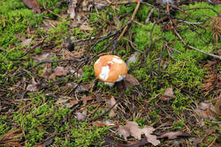 DSC_5062.thumb.jpg.a6135657dff3def154054d9037a4934d.jpg