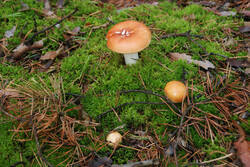 DSC_5063.thumb.jpg.f4d5b54cb2bf345a115dc6620eadd3cf.jpg