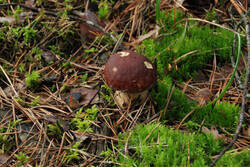 DSC_5079.thumb.jpg.602f24fdc85e3d70b49bb71c49b98365.jpg