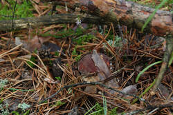 DSC_5080.thumb.jpg.2e21f1bdb952705d6319a62044aca05e.jpg