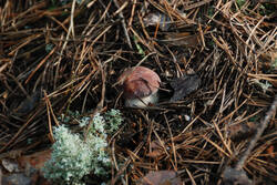 DSC_5082.thumb.jpg.42c59523ce515dabdad57ab2fb38b667.jpg
