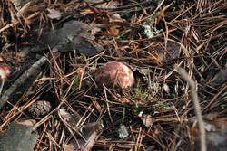 DSC_5083.thumb.jpg.ccae68b1a571785dff5a497f6ea1c001.jpg