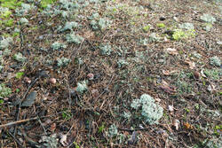 DSC_5084.thumb.jpg.af1be84f7725ea9a3575c7c33a112e00.jpg
