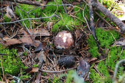 DSC_5087.thumb.jpg.5908ac5d0deac66fa044be3d2a667158.jpg
