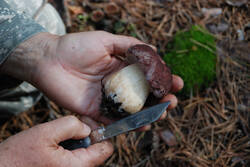 DSC_5093.thumb.jpg.c1f5769ce3aa0f754933f51ddf448868.jpg