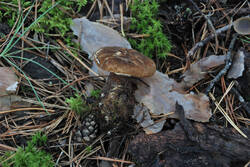 DSC_5106.thumb.jpg.c96e205cff1c590d053a4af7d0b812cc.jpg