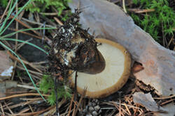 DSC_5107.thumb.jpg.c791237f616116d3dd99b4215d32b557.jpg