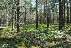 DSC_5108.thumb.jpg.9cc6ce406da8add250ff1e499a0a5049.jpg
