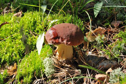 DSC_5109.thumb.jpg.50ef0a6edab2181d062bed65b92b92f9.jpg
