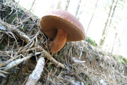 DSC_5118.thumb.jpg.c79016602a6f6d0b81dbd9961416c176.jpg
