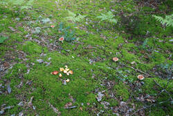 DSC_5124.thumb.jpg.0d4105b4540fe073ee253d4b4080b694.jpg