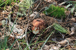 DSC_5133.thumb.jpg.79a10187dd0f3217ebb0cc973cae1e84.jpg
