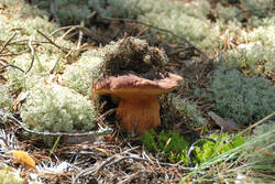DSC_5134.thumb.jpg.325f36672fd5000deb3b215d50f4c249.jpg
