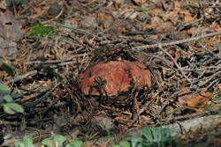 DSC_5136.thumb.jpg.8192f9cbeddb8c1fd6d66b6d309f459c.jpg