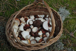 DSC_5160.thumb.jpg.0ec8de2bb24fc4d4a427910889b7eecd.jpg