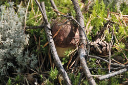DSC_5165.thumb.jpg.fce80ce678909140ec725da49a325d1e.jpg