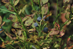 DSC_5171.thumb.jpg.bf42ef81afcd4e67d25e71389c264408.jpg