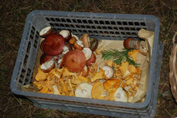 DSC_5216.thumb.jpg.6ac3381c64e637d66f5df3fc03751a8c.jpg