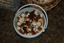 DSC_5217.thumb.jpg.a169d6a60cc22c69c568b467dc24f987.jpg