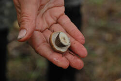 DSC_5254.thumb.jpg.1bf9e4d83a05153681d5f21a68ff4433.jpg