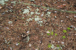 DSC_5282.thumb.jpg.fbaf12edf48f366a1daabdef84306c5d.jpg