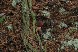 DSC_5288.thumb.jpg.527eecfc4d31cf97c24da1285f6cd851.jpg