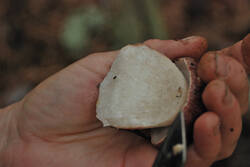 DSC_5294.thumb.jpg.8eba44b0289b46e7972b90410acc2f52.jpg