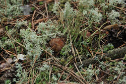 DSC_5295.thumb.jpg.3566fdd19ddf81848fcafc3c09dd729a.jpg