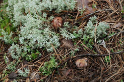 DSC_5305.thumb.jpg.4f94dc5d3e025bbc6974c00fc473a7f7.jpg