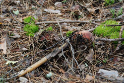 DSC_5310.thumb.jpg.6970bf4998dc3b3881e1b0e38d0fac1f.jpg
