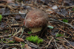 DSC_5311.thumb.jpg.1ab6ff57e38bc39897b1089e5f7548d9.jpg