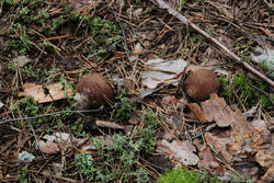 DSC_5313.thumb.jpg.131b8cd1dfbd2af3af728659e87347be.jpg