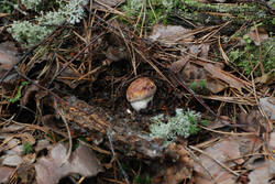 DSC_5315.thumb.jpg.26bbd0006a2f15741ce0098a79fe6a33.jpg