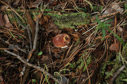 DSC_5319.thumb.jpg.7598a3b5f66077ef008c889d44e5a1a7.jpg