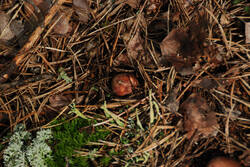 DSC_5322.thumb.jpg.71db454e1ca31f667021c493623dd0ba.jpg