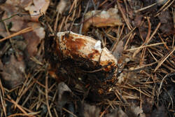 DSC_5323.thumb.jpg.b15be1ea98f2b9a3f7d190cb23d62d38.jpg