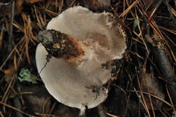 DSC_5324.thumb.jpg.c7ba85bb046fc1dac2db7797c42ed8a2.jpg