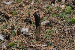 DSC_5334.thumb.jpg.f5d51fd576a5febe43a71c246ec9ceff.jpg