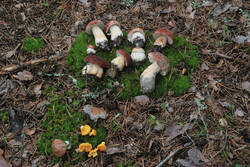 DSC_5342.thumb.jpg.63c8a171f6afb8f494d14d23083a07d9.jpg