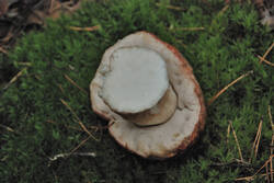 DSC_5351.thumb.jpg.323c93f557434fd4c19eb77e10c64df3.jpg