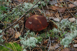 DSC_5353.thumb.jpg.70d6bab11665d7a06c160f04f737eac1.jpg