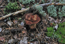 DSC_5364.thumb.jpg.1ae14770f5fe2b87d9b03fdb7f744d5b.jpg