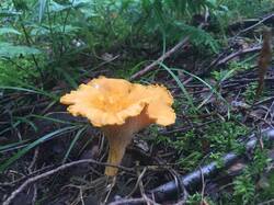 F64530F4-8CF6-4885-97B4-ADA613B99DFB.jpeg