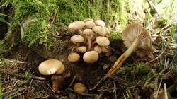 Gymnopus_fusipes_AWP_2025_0726.thumb.JPG.121501d6465d014e38c01fed9e859596.JPG